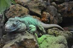 Cyclura