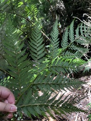 Lophosoria quadripinnata