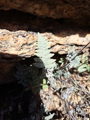 Myriopteris lindheimeri