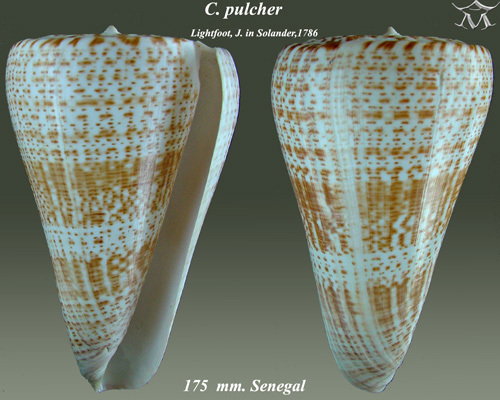 butterfly cone
