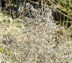 Limonium dichotomum