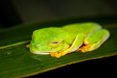 Agalychnis taylori