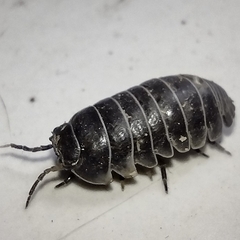 Armadillidium vulgare