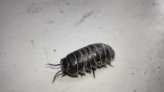 Armadillidium vulgare