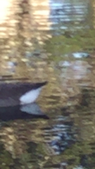 Branta canadensis