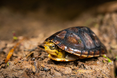 Kinosternon leucostomum