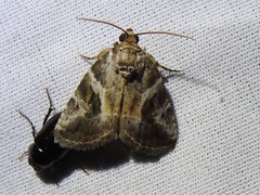 Diastema cnossia