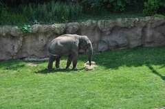 Elephantidae