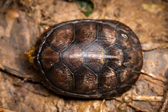 Kinosternon leucostomum