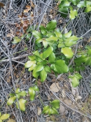 Lardizabala biternata