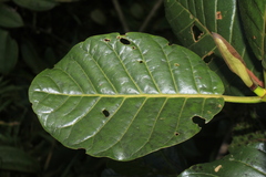 Ladenbergia macrocarpa