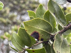 Exobasidium arctostaphyli