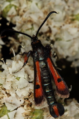 Chamaesphecia chalciformis