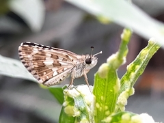 Burnsius orcynoides