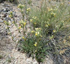 Oreocarya confertiflora