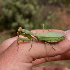 Tarachomantis