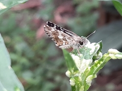 Burnsius orcynoides