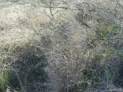 Dactylis glomerata hispanica