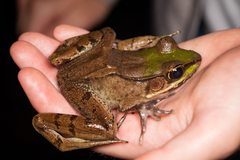 Lithobates vaillanti