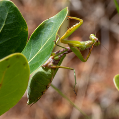 Tarachomantis