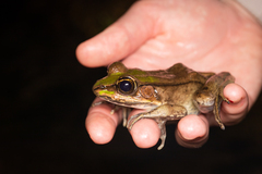 Lithobates vaillanti