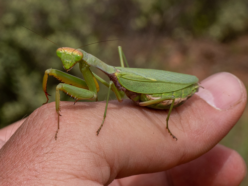Tarachomantis analamazoatra (Tarachomantis analamazoatra)