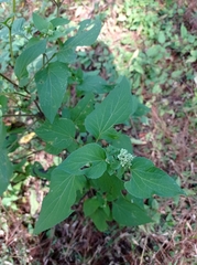 Ageratina petiolaris