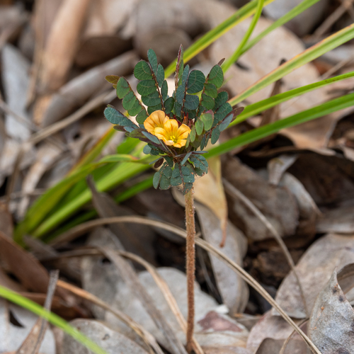 Biophytum umbraculum image