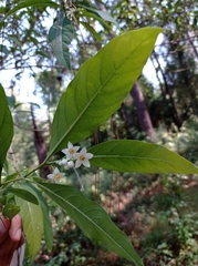 Solanum pseudocapsicum