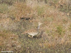 Chlamydotis undulata