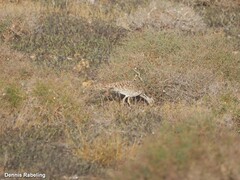 Chlamydotis undulata