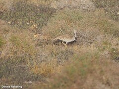 Chlamydotis undulata