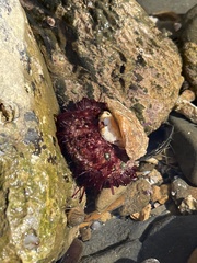 Strongylocentrotus purpuratus