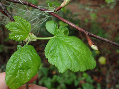 Ribes sanguineum