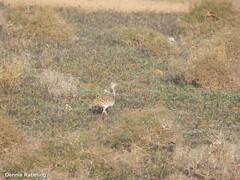 Chlamydotis undulata