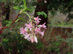Ribes sanguineum