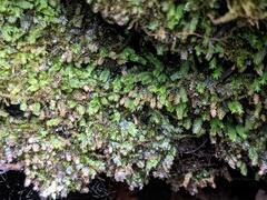 Fissidens osmundioides