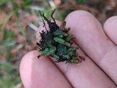Fissidens osmundioides
