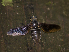 Esenbeckia