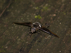 Esenbeckia