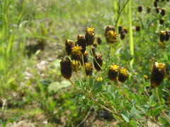 Trifolium spadiceum