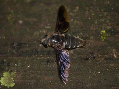 Esenbeckia