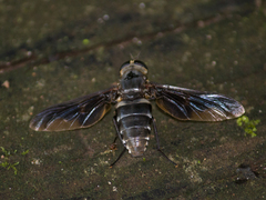 Esenbeckia