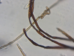 Fissidens osmundioides