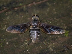 Esenbeckia