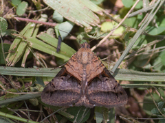 Melipotis nigrobasis