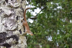 Heliosciurus gambianus