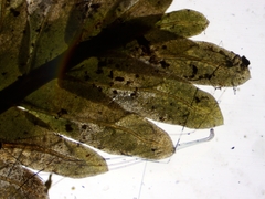 Fissidens osmundioides