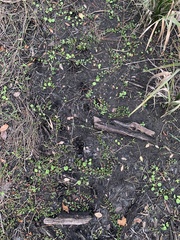 Odocoileus virginianus