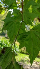 Platanus orientalis